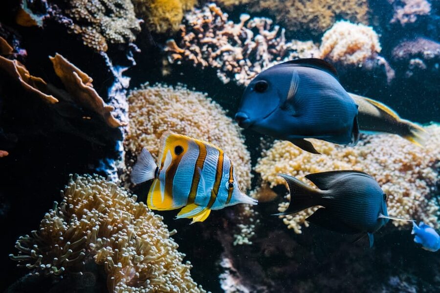 Bioparc Aquarium of Gijon Entry Ticket - Accessibility and Comfort for Your Visit