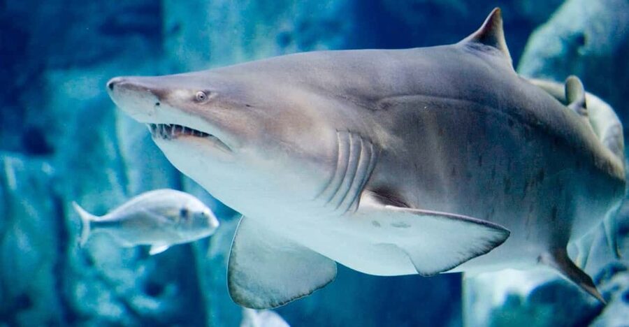 Bioparc Aquarium of Gijon Entry Ticket - Saltwater Exhibits: How Many Oceans Can Fit in One Place