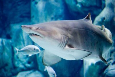 Bioparc Aquarium of Gijon Entry Ticket - The Freshwater Section: Rivers of Asturias to Trout and Eels