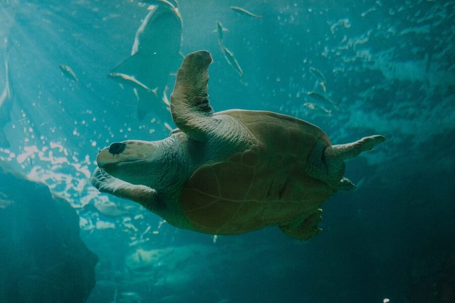 Bioparc Aquarium of Gijon Entry Ticket - Shark and Turtle Zones: The Part Most People Remember