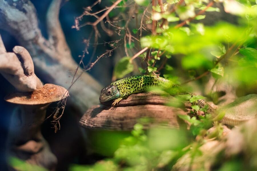 Bioparc Aquarium of Gijon Entry Ticket - The Touch Pools: Hands-On, But Still Respectful