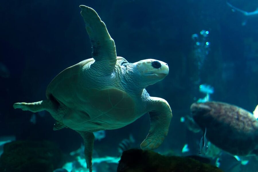 Bioparc Aquarium of Gijon Entry Ticket - Photo Strategy That Works in a Real Aquarium