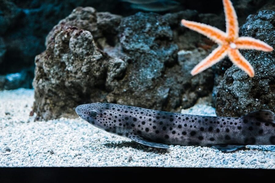Bioparc Aquarium of Gijon Entry Ticket - Conservation and Education: Why This Aquarium Feels Purposeful