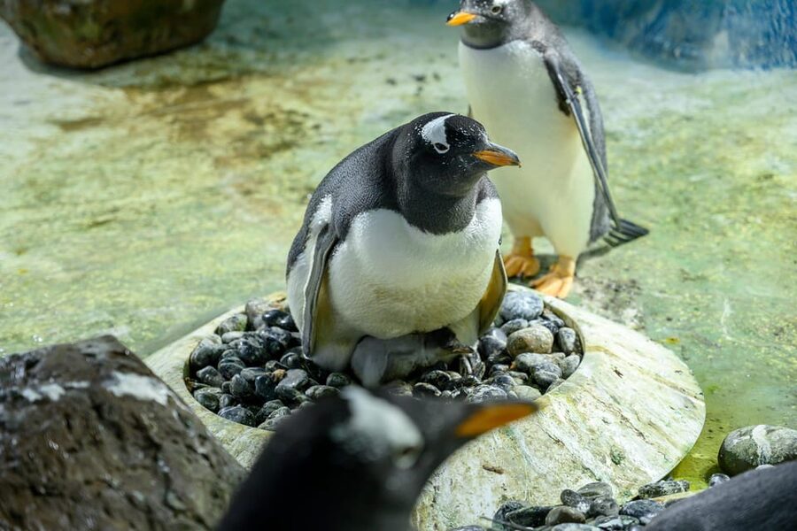 Birmingham: Cadbury World + SEA LIFE + LEGOLAND Discovery - Price and value: when $67.36 feels like a deal
