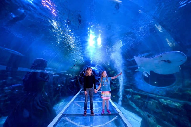 Birmingham: National Sea Life Centre Entrance Ticket - Who should book this Sea Life ticket?