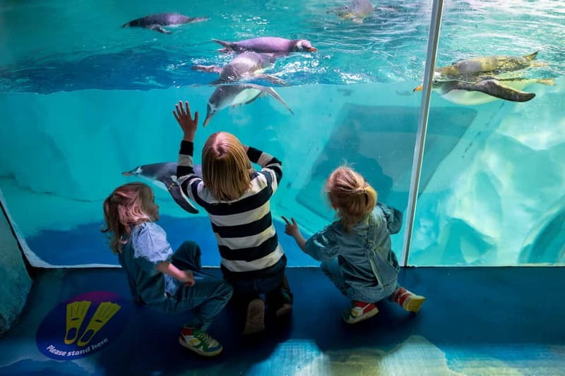 Birmingham: National Sea Life Centre Entrance Ticket - The UK’s only 360° Ocean Tunnel plus 4D Cinema