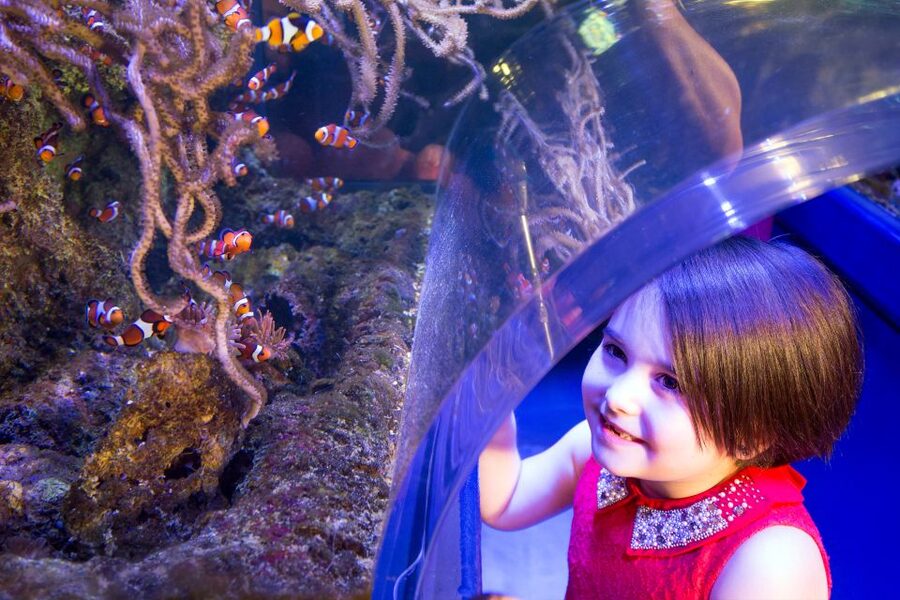 Birmingham: National Sea Life Centre Entrance Ticket - Beyond the tunnel: jellyfish, piranhas, and other sea life moments
