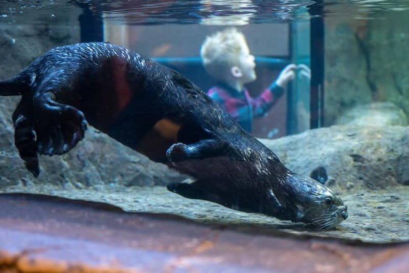 Birmingham: National Sea Life Centre Entrance Ticket - Timing and pacing: plan for a short, satisfying visit
