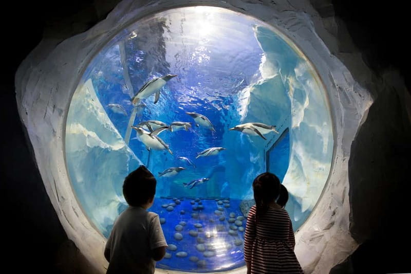 Birmingham: National Sea Life Centre Entrance Ticket - Practical details that affect your day