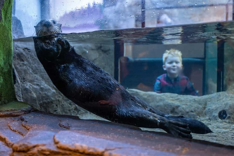Birmingham: National Sea Life Centre Entrance Ticket - Penguin Ice Adventure: why Gentoo penguins are the best first stop