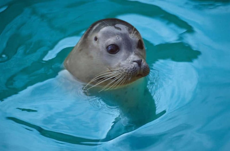 Blankenberge: SEA LIFE Entry Ticket - Key things to know before you go