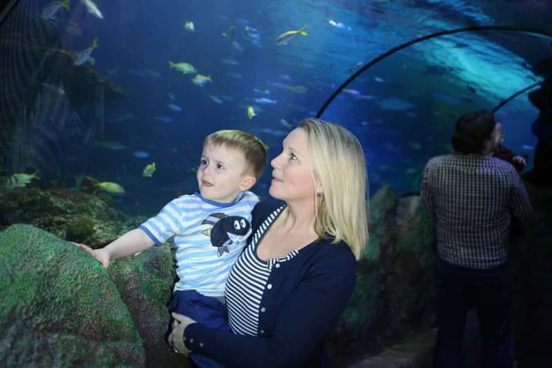 Blankenberge: SEA LIFE Entry Ticket - SEA LIFE Blankenberge: What a 1-Day Ticket Really Delivers