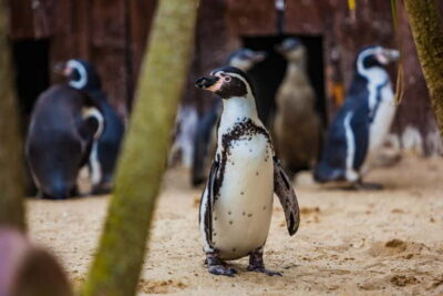 Blankenberge: SEA LIFE Entry Ticket - Mapping Your Route Through 50+ Aquariums (So You Don’t Miss the Best Stuff)