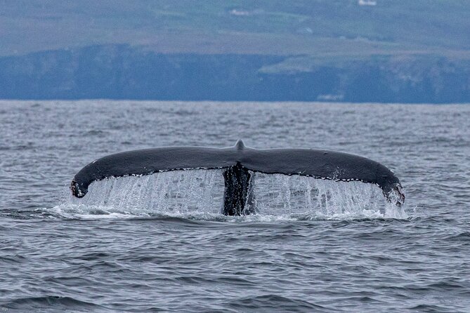 Blasket Island Sea Life Rib Tour, - Waterproof Clothing, Warm Layers, and Sea-Sickness Reality Checks