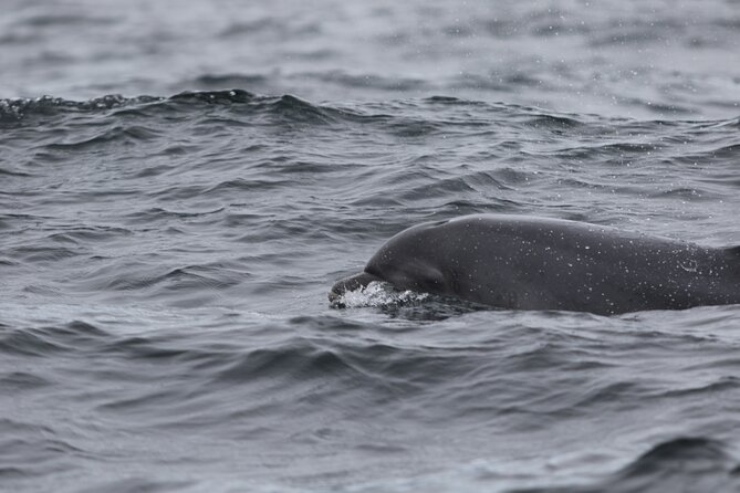 Blasket Island Sea Life Rib Tour, - Price and Value: Is $116.14 Worth It?