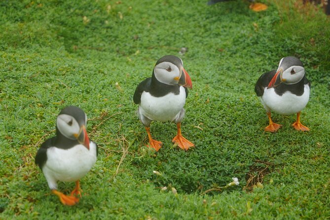 Blasket Island Sea Life Rib Tour, - Who Should Book This RIB Tour (and Who Might Prefer a Slower Option)