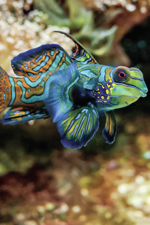 Boston: New England Aquarium Entry + Optional Simons Theatre - Key Highlights You Should Plan Around