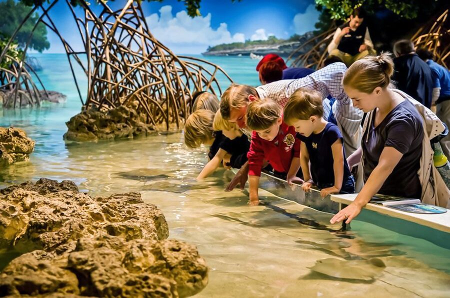 Boston: New England Aquarium Entry + Optional Simons Theatre - Penguins and Conservation: Why African Penguins Get Center Stage
