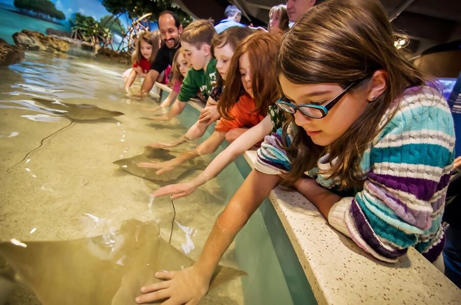 Boston: New England Aquarium Skip-the-Line Entry Ticket - The Giant Ocean Tank: The 4-Story Caribbean Reef That Feels Like a Destination