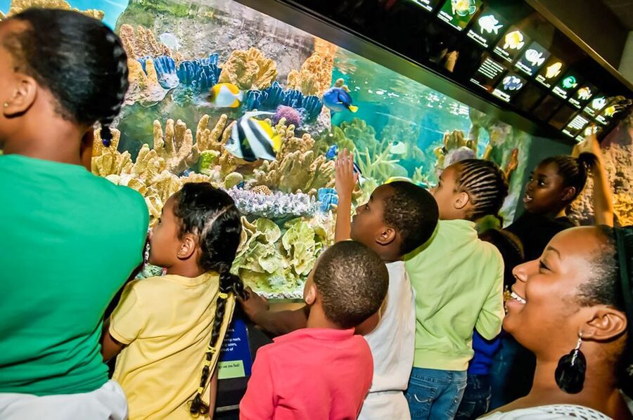 Boston: New England Aquarium Skip-the-Line Entry Ticket - Yawkey Coral Reef Center: Glass Rail Views and the Lighting That Makes Predators Legible