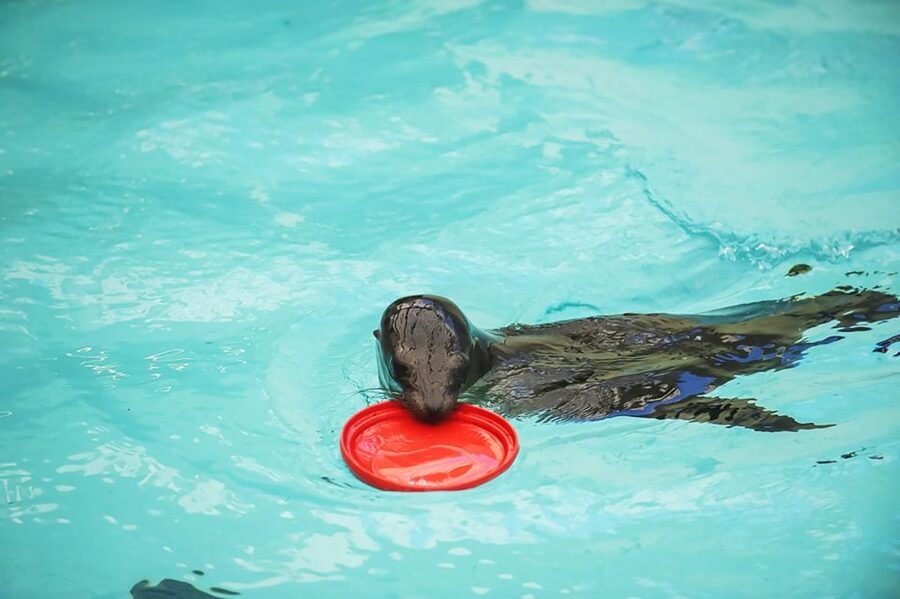 Boston: New England Aquarium Skip-the-Line Entry Ticket - Jellyfish, Spiral Walkways, and Other Stops That Make the Day Feel Longer