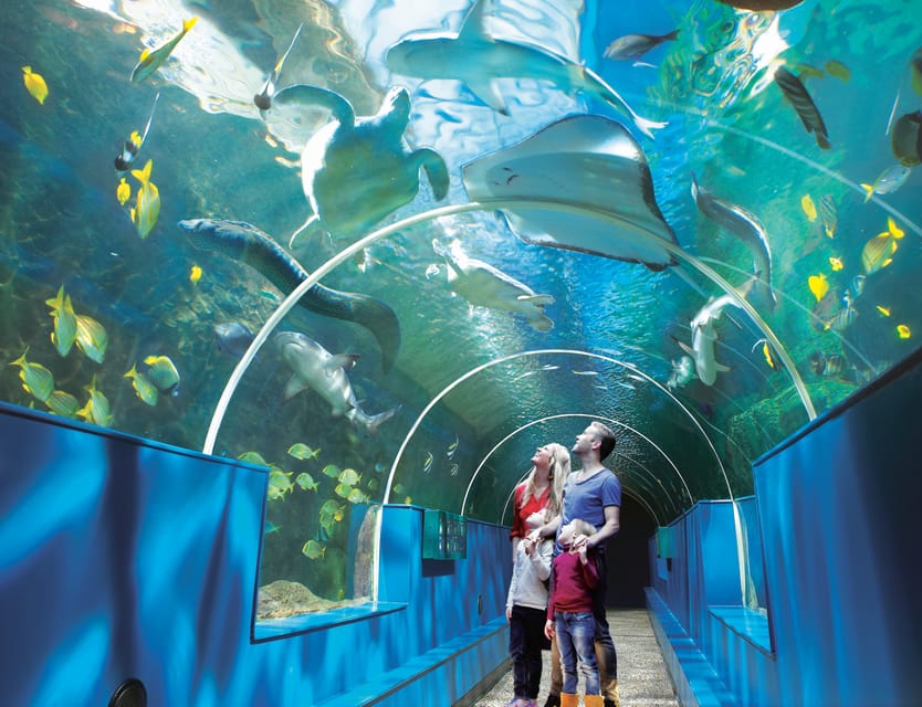 Bournemouth Oceanarium Ticket - Shark Reef Tunnel: nine black tip reef sharks and the “look longer” effect