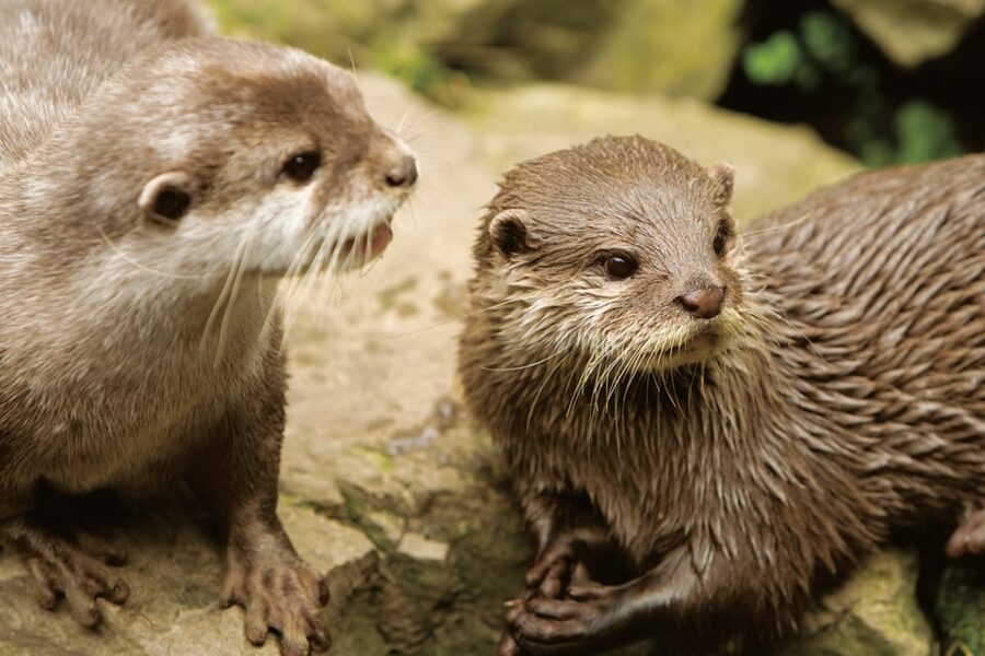 Bournemouth Oceanarium Ticket - Otters in their naturally themed oasis: the calm, playful counterpoint