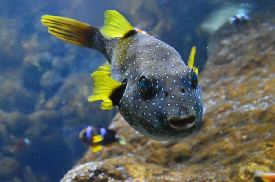 Bournemouth Oceanarium Ticket - The turtle moment and other reef highlights you’ll want to circle back to