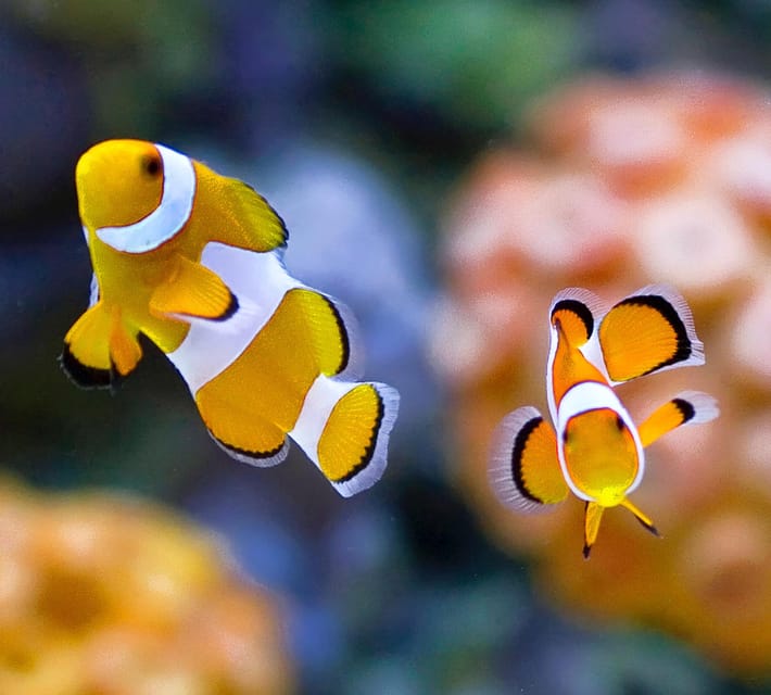 Bournemouth Oceanarium Ticket - Food, breaks, and planning your energy