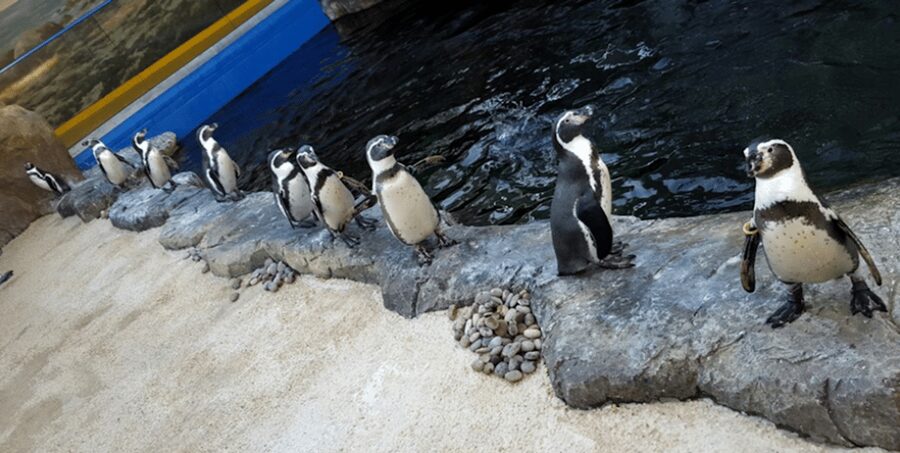 Bournemouth Oceanarium Ticket - Penguin colony and feeding times: small drama, big charm