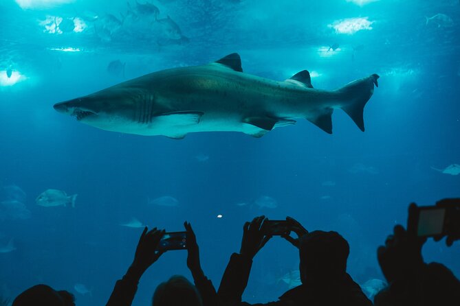 Burj Khalifa and Dubai Aquarium Combo Entrance Ticket - Price and Value: Is $114.29 a Good Deal?