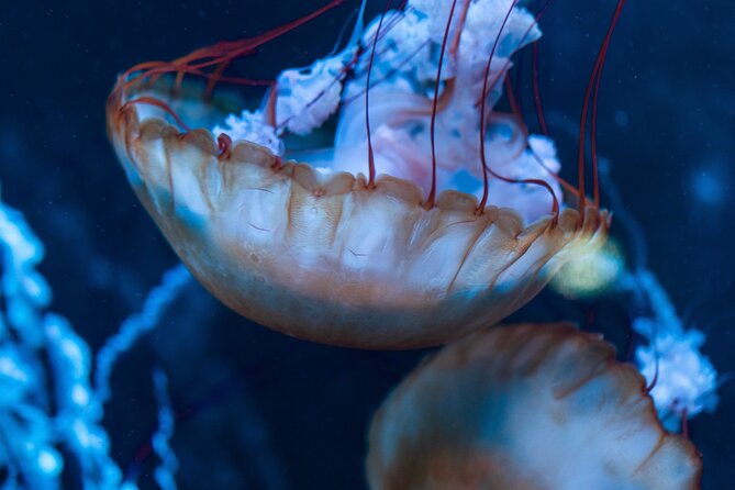 Burj Khalifa and Dubai Aquarium Combo Entrance Ticket - Who Should Book This Burj Khalifa + Aquarium Combo?