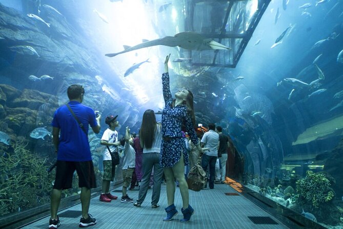 Burj Khalifa and Dubai Aquarium with Penguin Cove Combo - Penguin Encounter vs Penguin Cove: don’t let timing surprise you