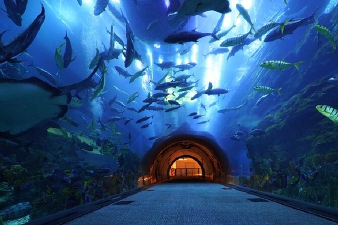 Burj Khalifa and Dubai Aquarium with Penguin Cove Combo - Price, timing, and booking: how to get the best shot