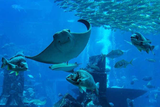 Burj Khalifa, Dubai Aquarium & UWZ with Penguin Cove Entry Ticket - Burj Khalifa’s 124th–125th floors: views, glass, and the terrace test