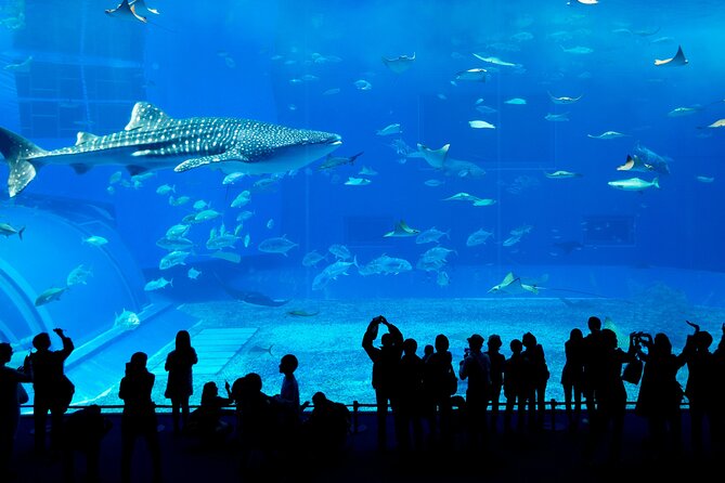 Burj Khalifa, Dubai Aquarium & UWZ with Penguin Cove Entry Ticket - Should you book this Burj Khalifa + Aquarium combo ticket?