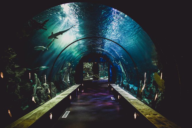 Burj Khalifa, Dubai Aquarium & UWZ with Penguin Cove Tickets - Price and value: what $118.75 per person buys you