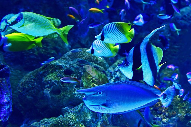Burj Khalifa, Dubai Aquarium & UWZ with Penguin Cove Tickets - Who this ticket combo suits best