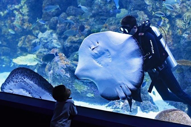Burj Khalifa, Dubai Aquarium & UWZ with Penguin Cove Tickets - Should you book this Burj Khalifa and Dubai Aquarium tickets package?