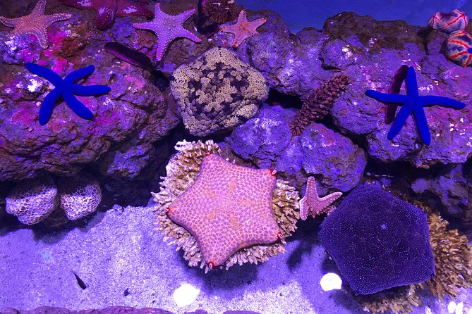 Cairns Aquarium Admission Ticket - Ray and shark feeding, plus touch tanks you can actually use