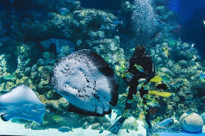Cairns Aquarium Admission Ticket - Turtle hospital focus if you want the emotional side of conservation