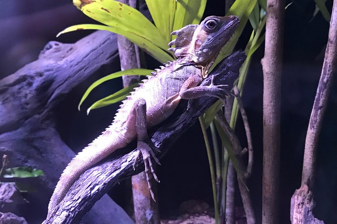 Cairns Aquarium Admission Ticket - Timing and lines: how to plan a low-stress visit