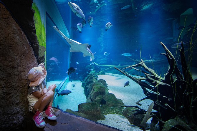 Cairns Aquarium Admission Ticket - Who this ticket is best for (and who might skip it)
