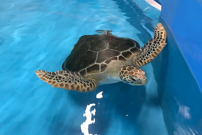 Cairns Aquarium and small group City Sightseeing Tour - How the day is planned: aquarium freedom first, guided sights after