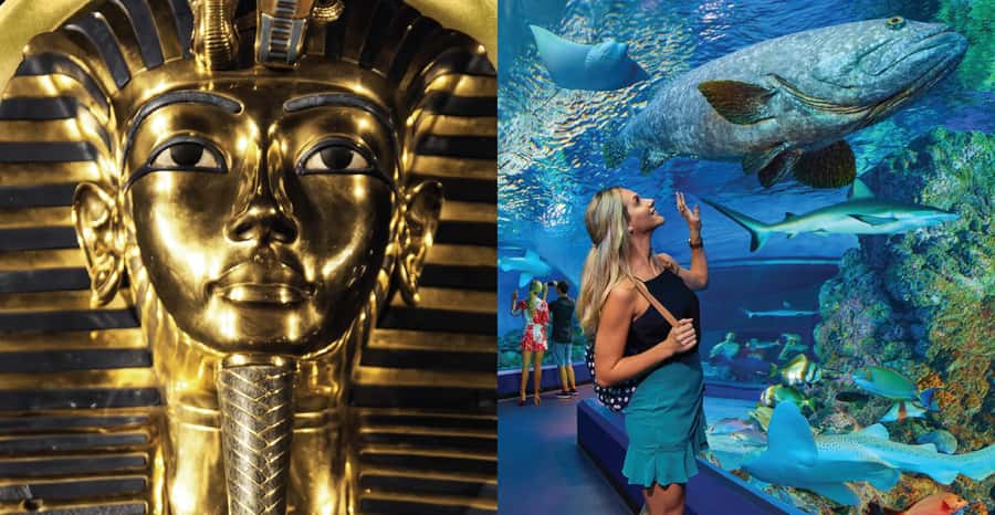 Cairns: Aquarium and Tomb of the Pharaohs Entry Ticket - Marine Touch Tank Encounter: A Hands-On Moment That’s Actually Educational