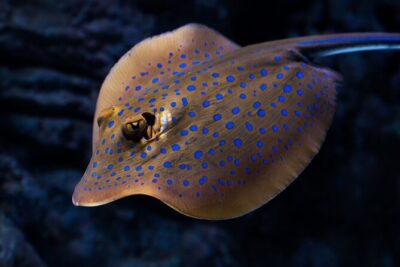 Cairns Aquarium by Twilight Tour - Cairns Aquarium at Dusk: What to Look For