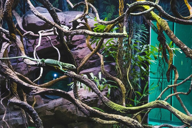 Cairns Aquarium by Twilight Tour - Should You Book Cairns Aquarium by Twilight Tour?