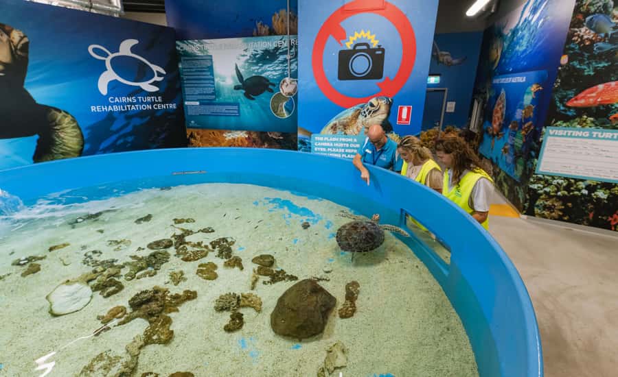 Cairns: Aquarium Entry Ticket and Turtle Rehabilitation Tour - Cairns Aquarium + Turtle Rehab: a purpose-driven day in Tropical North Queensland