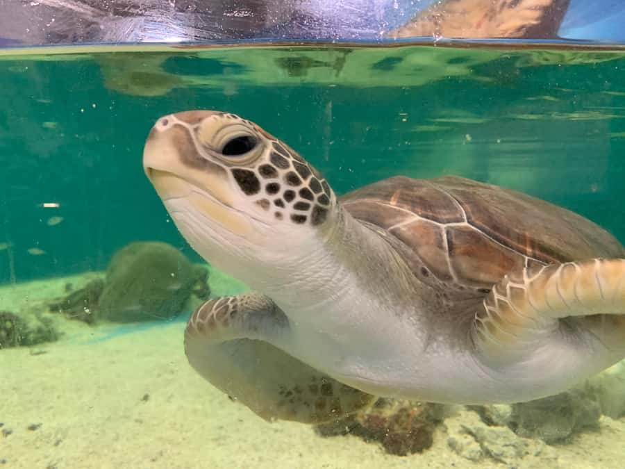 Cairns: Aquarium Entry Ticket and Turtle Rehabilitation Tour - The aquarium highlights that make the ticket feel like a full experience