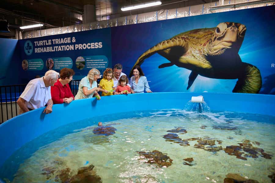 Cairns: Aquarium Entry Ticket and Turtle Rehabilitation Tour - Your day at Cairns Aquarium: explore first, meet the turtles on your schedule